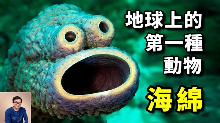 曾经的“软黄金”，现在的“海绵宝宝”，地球上的第一种动物——海绵【老肉杂谈】 - 天天要闻