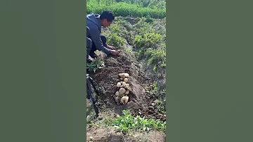 زراعه البطاطا من الغرس للحصاد بدون اسمده كيماوية ومبيدات قريب فيديو كامل على القناة 