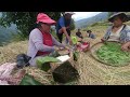 Paddy harvesting 2023  tawang  arunachal pradesh  kharung village  mon lumpa