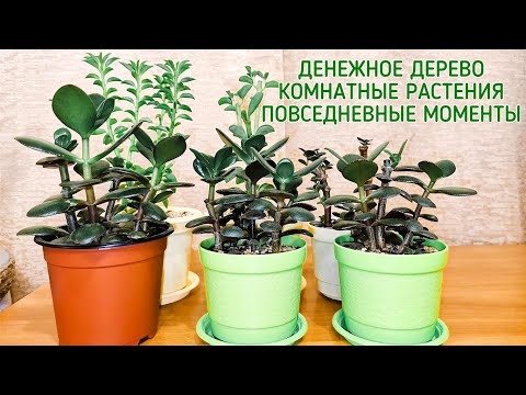 Денежное дерево. Комнатные растения. Повседневные моменты.