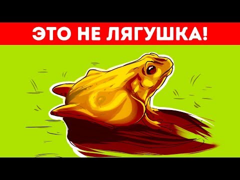 11 Оптических Иллюзий,