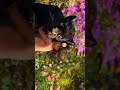 The Jungle book#mongli #thebestdpi