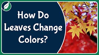 How do leaves change colors during the fall?