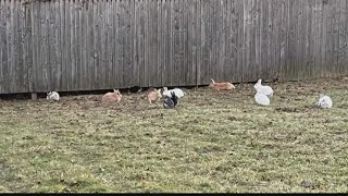 Rabbits Dumped, Abandoned In Neighborhood