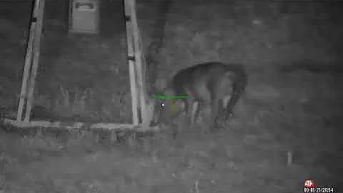 Hog hunt with a 22LR!