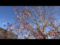 ナンキンハゼの紅葉2020/11/26