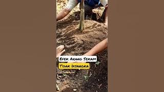 The Unexpected Effects of Rice Husk Charcoal