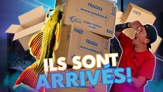 LES POISSONS DE l’AQUARIUM GÉANT SONT LÀ ! -TOOPET