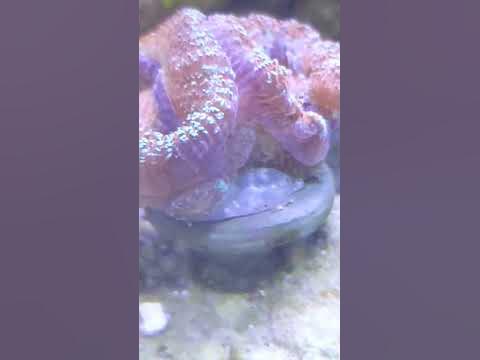 New heads on Acan coral #coral #reeftank #reef - YouTube