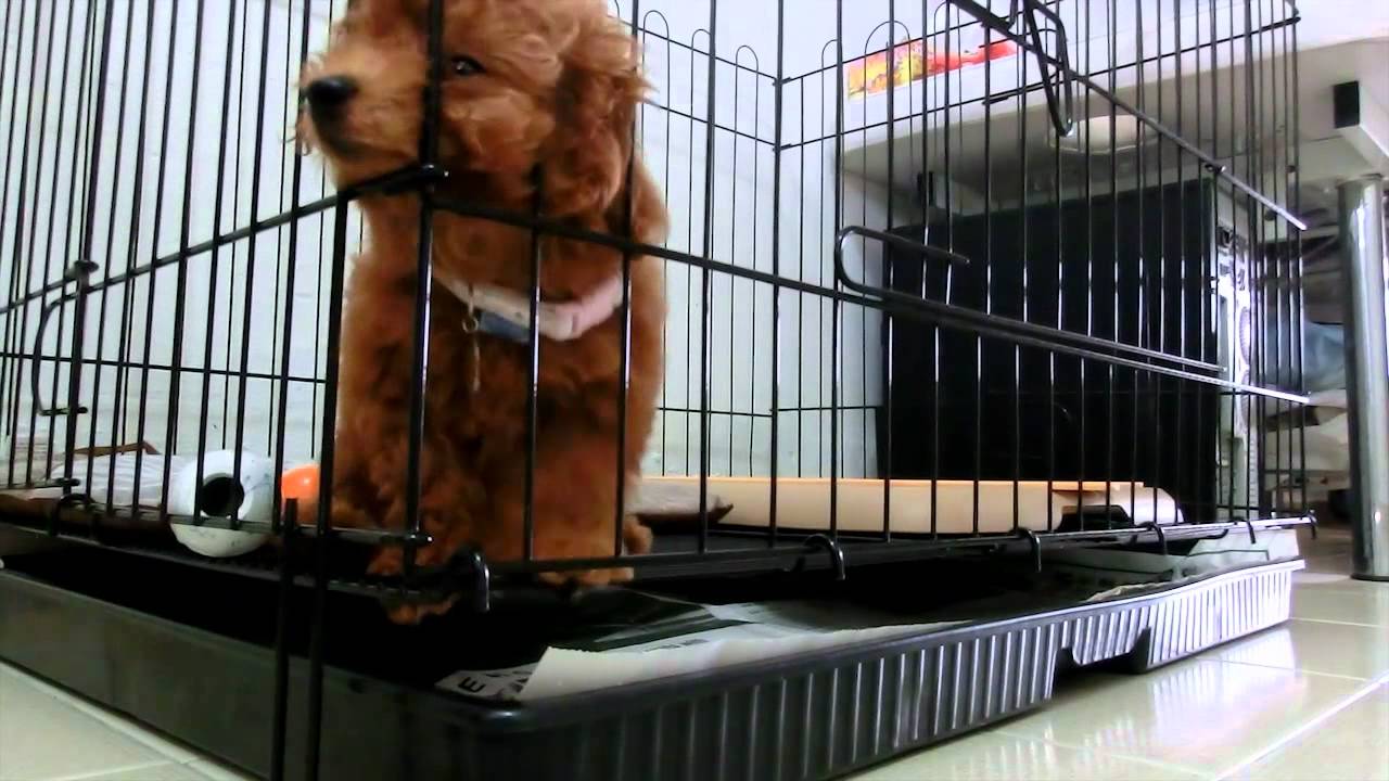 crate size for toy poodle