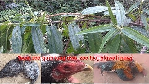 Tsuaj zoo qaib tuag aw