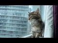 Siberian Kitten's first week home の動画、YouTube動画。