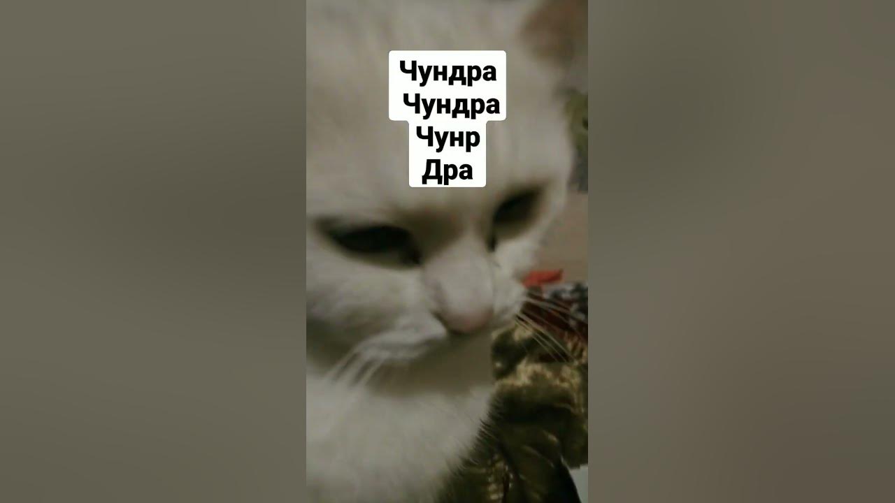 чундра чучундра - YouTube