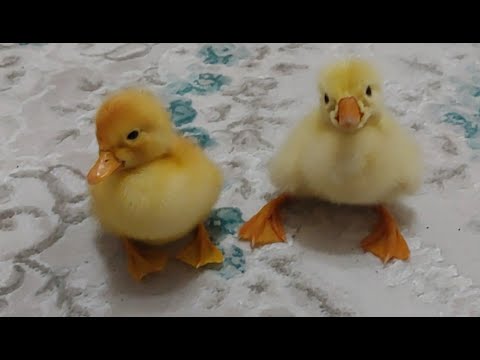 Kaz yavrusu vs ördek yavrusu. Hangisi yavru kaz hangisi ördek bil bakalım. Hangisi daha güzel oy ver