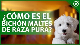 ¿Cómo saber si mi BICHÓN MALTÉS es de raza pura?  Pedigree canino