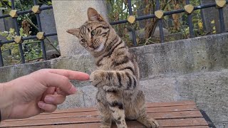 If you don't want to be bitten, you can only touch this cat with your fingertip.