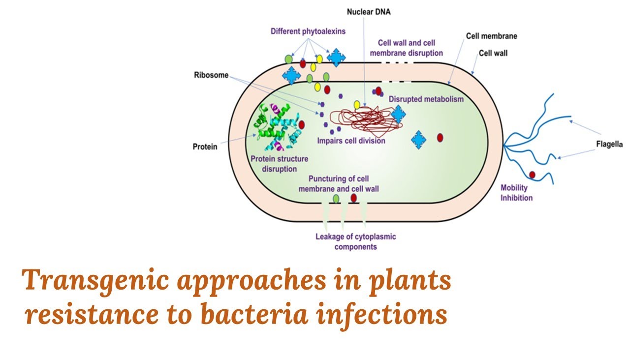 Transgenic approaches in plants resistance to bacteria infections - YouTube