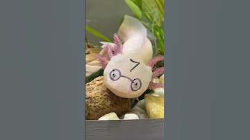 Какие виды аксолотлей существуют #аксолотль #axolotl