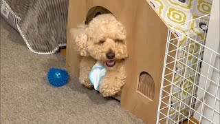 眠くても遊び続ける大きいトイプードル【デカプー】【トイプードルのロアくん】【toy poodle】