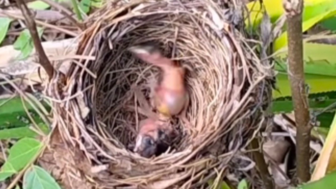 the mother bird accidentally dropped her chick from the nest