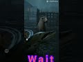 Anakunda attack dear goat #shortfeed #shorts