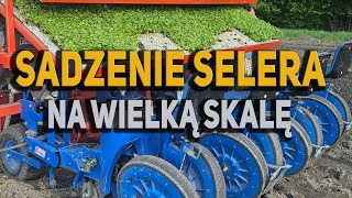 SADZENIE SELERA NA WIELKĄ SKALĘ | SADZARKA KARUZELOWA FERRARI  |ŚLĄSKIE GOSPODARSTWA