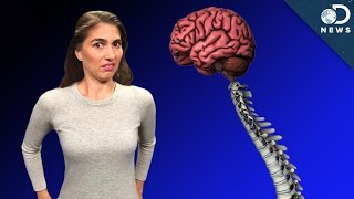 Your Spine Does More Than You Think