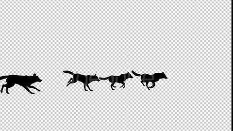 Wolfpack Silhouette Run Animation | Motion Graphics - Envato elements