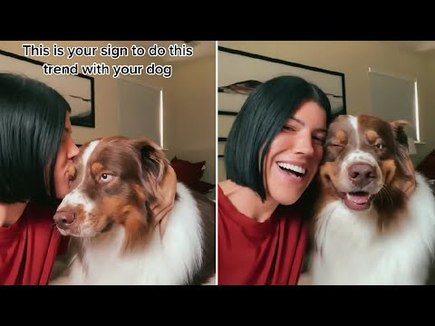 Kiss Your Dog On The Head And Record Their Reaction