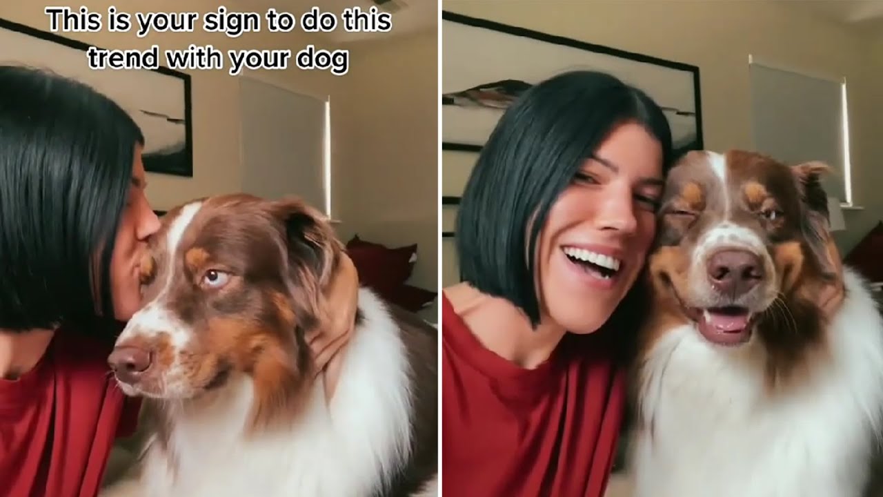 Kiss Your Dog On The Head And Record Their Reaction