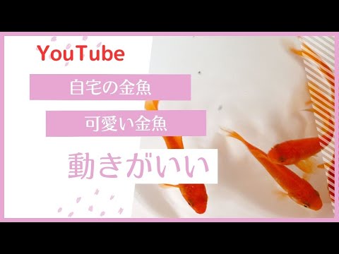 自宅庭の水の音と金魚 Youtube