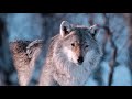 Wolf vs Bear (2020) documentary