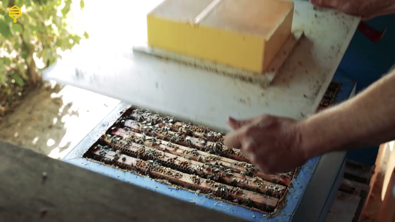 Imkersbond Deinze vzw - Varroa zomerbehandeling met Varromed