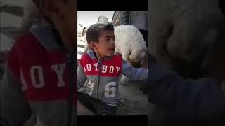 حيوانات خروف للاطفال ميع ميع