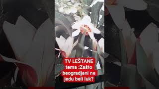 TV LEŠTANE tema:zašto beogradjani ne jedu beli luk?🌾