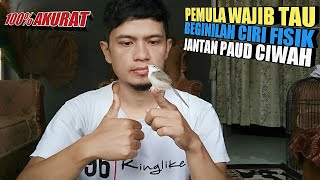 CARA PALING AKURAT MENGENALI CIRI FISIK ANAKAN CIBLEK SAWAH/CIWAH  JANTAN DI USIA SATU BULAN