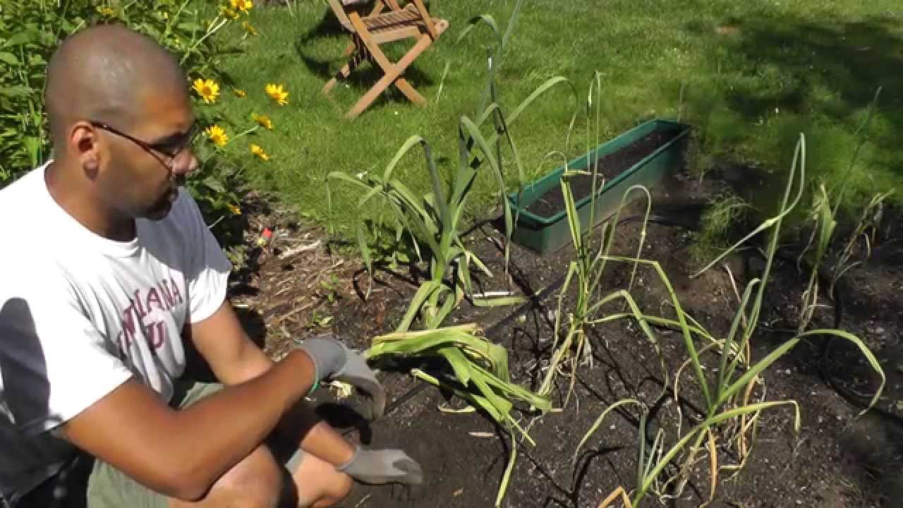 BIG Elephant Garlic Harvest