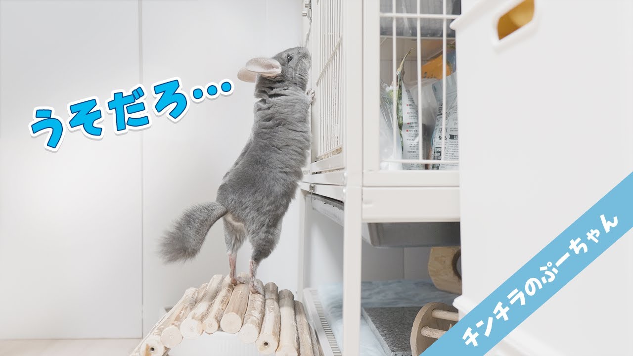 自分の家が倉庫になっていた時のチンチラの反応が可愛すぎましたw 