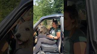 readings from Inamorata BUY FROM LINK IN BIO. Read by Sarah and Crook. #poetry #poet #wolfhound #dog