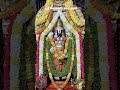 🌺 ஸ்ரீ வெங்கடேசாய நமஃ 🌺 #tirumala #tirupatibalaji #govinda #balaji #venkateswara #shorts #ytshorts