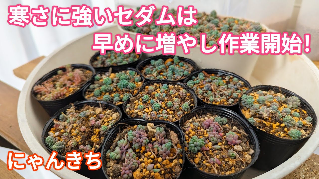 多肉植物】冬に強くて夏に弱いセダムを今から沢山仕込んでモリモリに