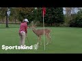 Deer crashes couple's golf game | Sportskind