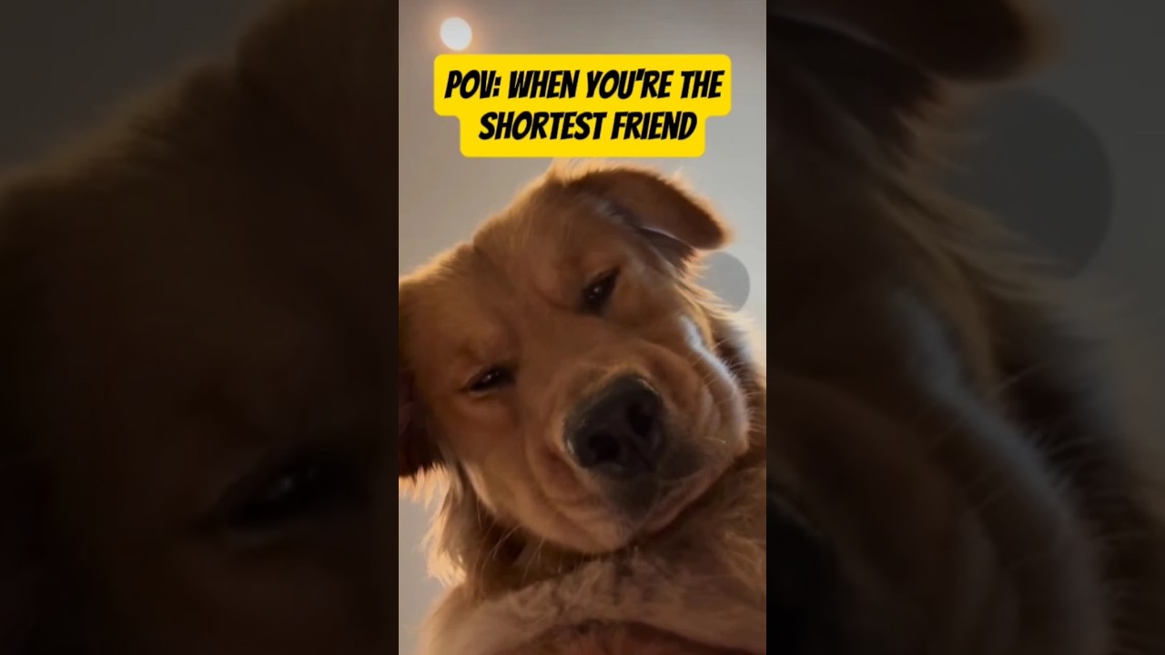 THIS WHAT IT'S LIKE BEING THE SHORTEST FRIEND 😭🐶