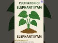 CULTIVATION OF ELEPHANTIYAM