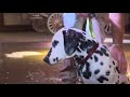 The History of the Budweiser Dalmatians