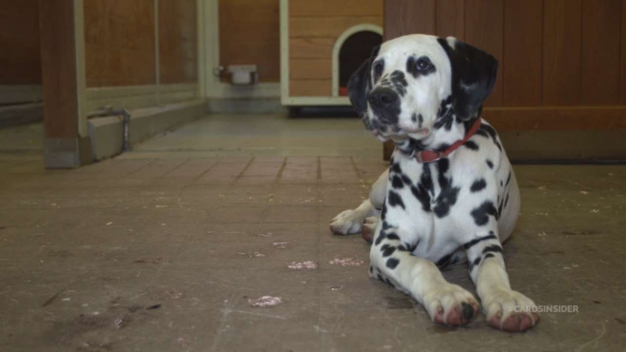 Are Dalmatians Smart Dogs