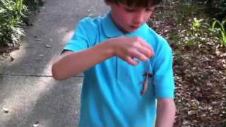 Lizard Boy