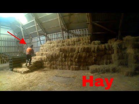 Video: Och Fåren Får Mat