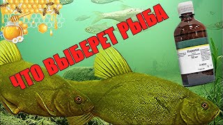 МЁД или КОРВАЛОЛ. Что выберет рыба? Подводная съёмка.