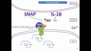 Nitric Oxide induction of IRE1 a dependent CREB phosphorylation in human glioma 